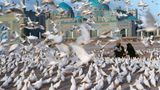 Afghanistan Steve McCurry