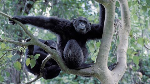 Milzbrand tötet unerwartet viele Schimpansen: Zwei Schimpansen sitzen in einem Baum in Tansania
