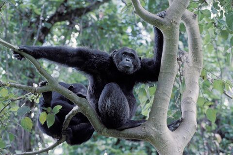 Milzbrand tötet unerwartet viele Schimpansen: Zwei Schimpansen sitzen in einem Baum in Tansania