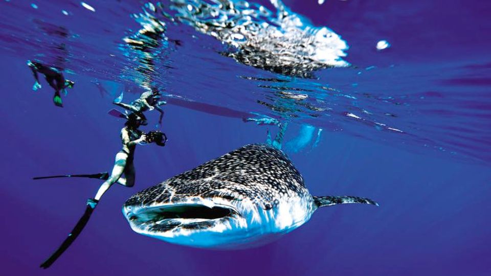 Pottwale im Fokus: Auf seiner Suche traf das Taucherteam auch auf den größten Hai der Welt, den Walhai. Er wird bis zu 13 Meter lang und ernährt sich von Plankton und kleineren Fischen. Für Menschen ist er ungefährlich Auf seiner Suche traf das Taucherteam auch auf den größten Hai der Welt, den Walhai. Er wird bis zu 13 Meter lang und ernährt sich von Plankton und kleineren Fischen. Für Menschen ist er ungefährlich