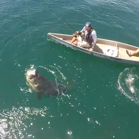 Angel für Profis: Großer Fisch trifft auf kleines Boot - kann das gut gehen?