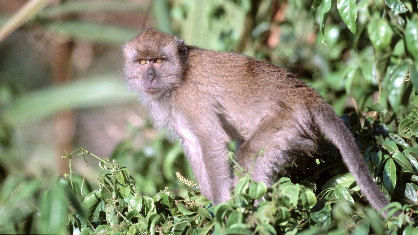 News des Tages: Indonesien lässt Armee gegen Affen aufmarschieren