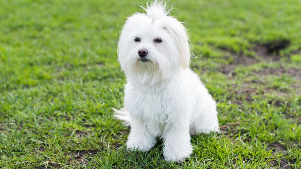Malteser Hund Malteser sind sehr kleine Hunde, sie haben weißes, langes Fell