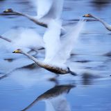 Auf Vögel spezialisiert hat sich die Japanerin Hiromi Kano, die Schwäne bei in Kabukurinuma beim Starten abgelichtet hat.