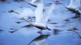 Auf Vögel spezialisiert hat sich die Japanerin Hiromi Kano, die Schwäne bei in Kabukurinuma beim Starten abgelichtet hat.