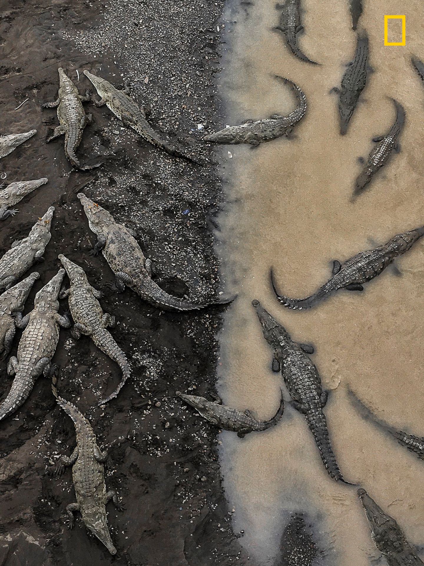 "Diese Aufnahme entstand in Costa Rica, als ich von Monteverde zum Playa Hermosa fuhr", berichtet Tarun Sinha. Von einer Brücke aus fotografierte er die Krokodile.