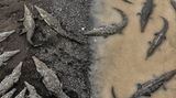 "Diese Aufnahme entstand in Costa Rica, als ich von Monteverde zum Playa Hermosa fuhr", berichtet Tarun Sinha. Von einer Brücke aus fotografierte er die Krokodile.