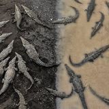 "Diese Aufnahme entstand in Costa Rica, als ich von Monteverde zum Playa Hermosa fuhr", berichtet Tarun Sinha. Von einer Brücke aus fotografierte er die Krokodile.