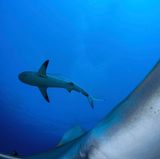 "Die Riffhaie in der Karibik sind eher scheu", sagt Shane Gross, "Daher platzierte ich meine Kamera auf einem Felsen und benutzte einen Fernauslöser."