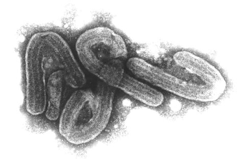 Unheimliches Virus schreckt vor 50 Jahren Marburg auf