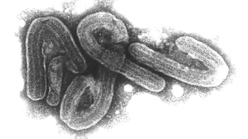Unheimliches Virus schreckt vor 50 Jahren Marburg auf Unheimliches Virus schreckt vor 50 Jahren Marburg auf