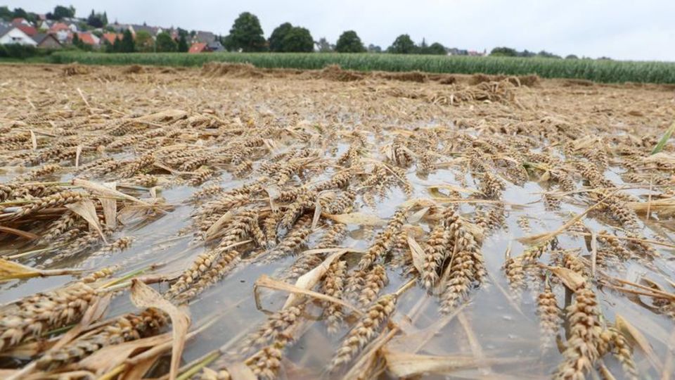 stern-Reportage: Heersum, Landkreis Hildesheim, Niedersachsen: Die Wassermassen überfluten ein Kornfeld und vernichten die Ernte Heersum, Landkreis Hildesheim, Niedersachsen: Die Wassermassen überfluten ein Kornfeld und vernichten die Ernte