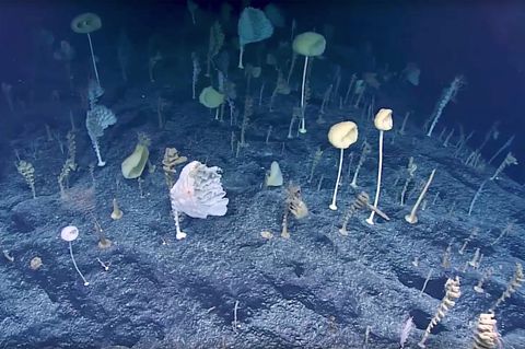 Pazifik: US-Forscher entdecken bizarren Wald am Meeresgrund