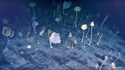 Pazifik: US-Forscher entdecken bizarren Wald am Meeresgrund