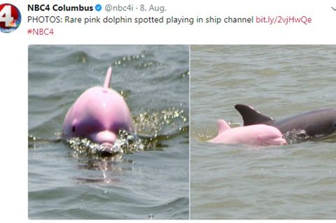    Skurrile Laune der Natur: Frau sichtet pinken Delfin