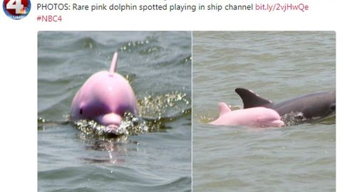    Skurrile Laune der Natur: Frau sichtet pinken Delfin