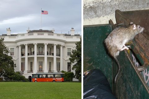 Washington ist unterwandert - die Stadt wird von Ratten geplagt