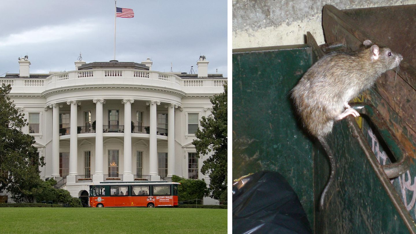 Washington ist unterwandert - die Stadt wird von Ratten geplagt