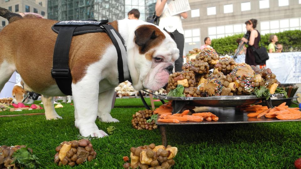 Ist das Kunst oder kann ich das Futtern? Bulldogge Jay mit der Skulptur "Confections of Canines and Kings"