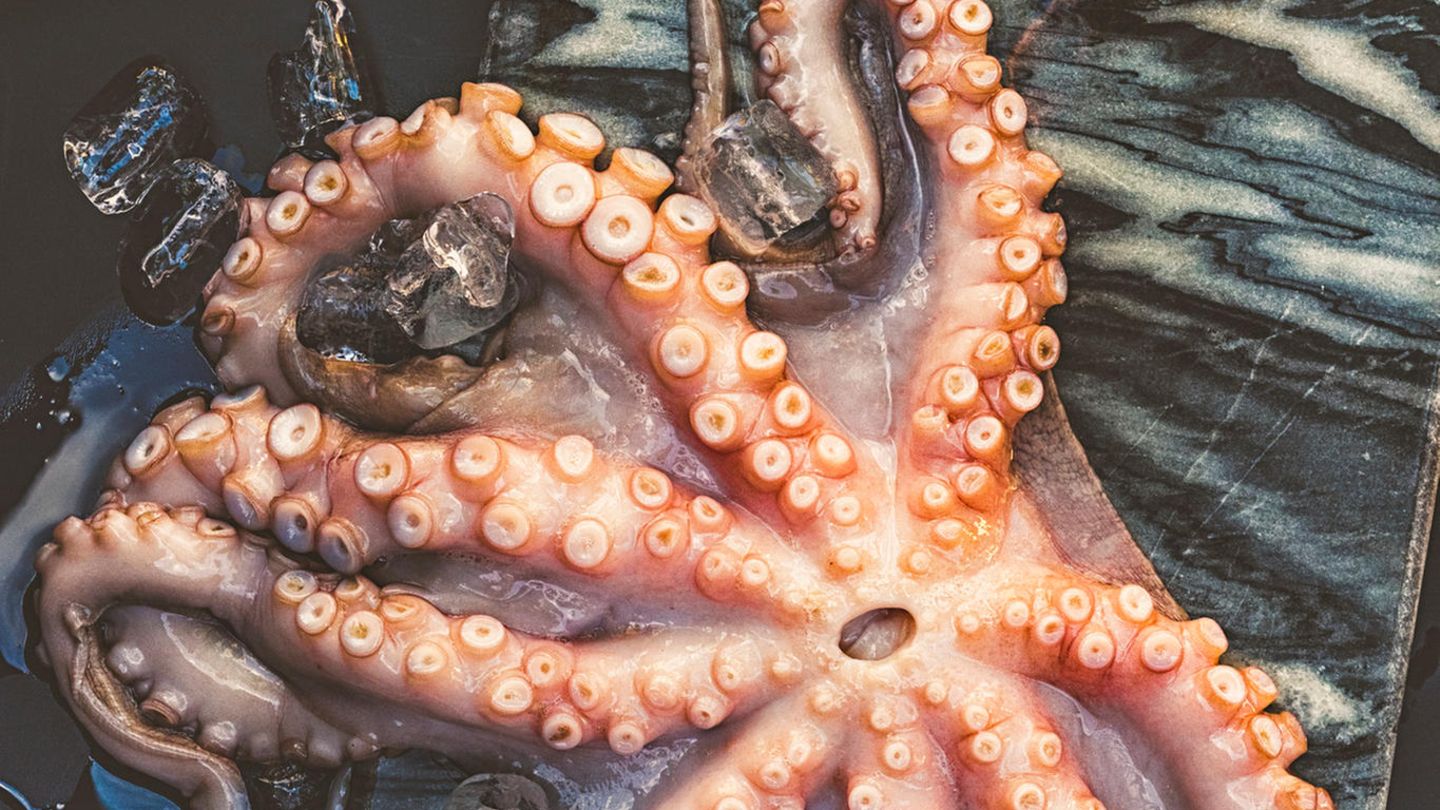 Vorsicht, tödlich!: Sannakji oder ein lebendiger Krake Dass man beim Essen aufpassen muss, nicht zu sterben, ist an sich schon skurril. Dass man das Tier bei lebendigem Leib verspeist, ist aber völlig verrückt. Denn beim koreanischen Gericht Sannakji ist dies genau der Fall - der Krake (ja, das Tier heißt wirklich so) wird lebendig gegessen. Was daran lebensgefährlich ist? Der Krake versprüht nicht irgendein Gift oder tödliches Sekret, wie man es vermuten könnte, nein, die Arme des Tieres sind natürlich immer noch aktiv, wenn das Gericht im Mund landet. Deshalb muss man während des Kauens und Schluckens höllisch aufpassen, nicht zu ersticken. Wohl bekomms! Sannakji oder ein lebendiger Krake Dass man beim Essen aufpassen muss, nicht zu sterben, ist an sich schon skurril. Dass man das Tier bei lebendigem Leib verspeist, ist aber völlig verrückt. Denn beim koreanischen Gericht Sannakji ist dies genau der Fall - der Krake (ja, das Tier heißt wirklich so) wird lebendig gegessen. Was daran lebensgefährlich ist? Der Krake versprüht nicht irgendein Gift oder tödliches Sekret, wie man es vermuten könnte, nein, die Arme des Tieres sind natürlich immer noch aktiv, wenn das Gericht im Mund landet. Deshalb muss man während des Kauens und Schluckens höllisch aufpassen, nicht zu ersticken. Wohl bekomms!