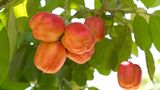Akee-Frucht oder die Nationalfrucht Jamaikas     Diese Frucht ist ein temperamentvolles Gewächs. Denn im Ganzen ist sie ungenießbar - nur der fleischige Samenmantel ist essbar, der Rest der Frucht ist hochgiftig. Das liegt an der Aminosäure Hypoglycin, die zu Erbrechen, Unterzuckerung und auch zum Tode führen kann. Die Frucht sollte erst konsumiert werden, wenn sie sich von selbst öffnet und dann sollte sie eine perfekte Reife haben - unreife und überreife Früchte sind ebenfalls giftig. Nicht ganz einfach mit diesem Früchtchen. Für die Jamaikaner kein Problem - denn sie ist ihre Nationalfrucht.  Saltfish - ein gesalzener und getrockneter Kabeljau - und Akee ist ein beliebtes Gericht auf der Insel. Der Saltfish wird dabei mit Akee, Schweinefett, Zwiebeln, Tomaten, Gemüse, mehreren Pfeffersorten scharf angebraten und dann mit knusprigem Speck und frischen Tomaten serviert. Gefährlich köstlich!