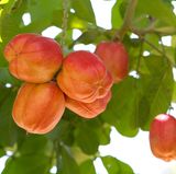 Akee-Frucht oder die Nationalfrucht Jamaikas     Diese Frucht ist ein temperamentvolles Gewächs. Denn im Ganzen ist sie ungenießbar - nur der fleischige Samenmantel ist essbar, der Rest der Frucht ist hochgiftig. Das liegt an der Aminosäure Hypoglycin, die zu Erbrechen, Unterzuckerung und auch zum Tode führen kann. Die Frucht sollte erst konsumiert werden, wenn sie sich von selbst öffnet und dann sollte sie eine perfekte Reife haben - unreife und überreife Früchte sind ebenfalls giftig. Nicht ganz einfach mit diesem Früchtchen. Für die Jamaikaner kein Problem - denn sie ist ihre Nationalfrucht.  Saltfish - ein gesalzener und getrockneter Kabeljau - und Akee ist ein beliebtes Gericht auf der Insel. Der Saltfish wird dabei mit Akee, Schweinefett, Zwiebeln, Tomaten, Gemüse, mehreren Pfeffersorten scharf angebraten und dann mit knusprigem Speck und frischen Tomaten serviert. Gefährlich köstlich!