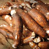 Maniok     Maniok sind stärkehaltige Wurzelknollen, die ursprünglich aus Südamerika stammem und mittlerweile weltweit verbreitet sind. Ähnlich wie die Bittermandeln sind die Wurzelknollen in rohem Zustand giftig, denn auch sie enthalten Blausäure, die bei übermäßigem Verzehr zum Tod führen können. Problemlos sind die Wurzeln abgekocht.