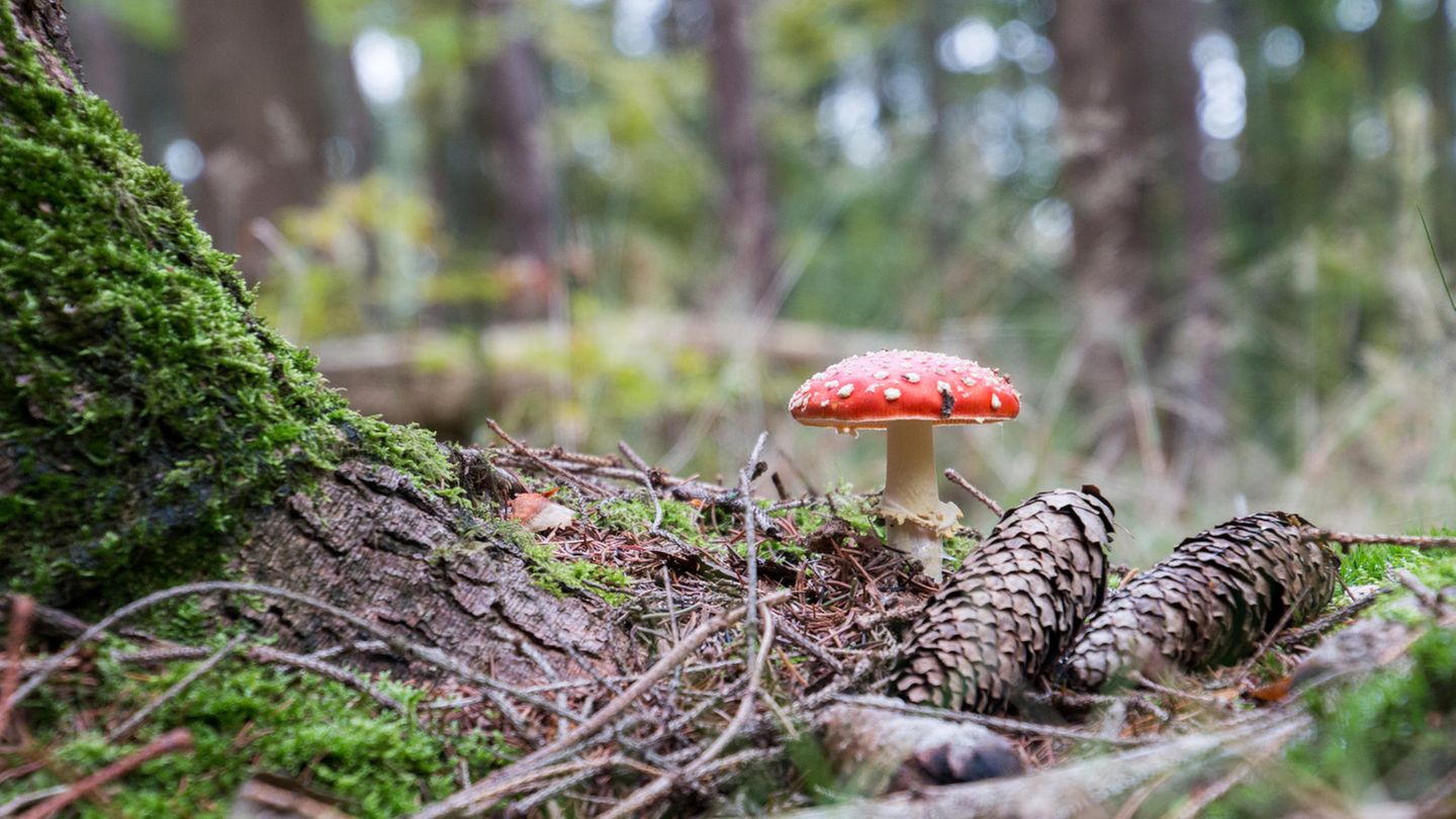 Pilze  Eigentlich weiß es jeder, bestimmte Pilze führen nicht nur zu Halluzinationen, sondern können bei großen Mengen tödlich sein. Das beste Beispiel ist der hübsch-anzusehende Fliegenpilz. Man sollte sich von seiner Optik nicht ablenken lassen, denn bei übermäßigen Verzehr treten Symptome auf, die mit einem Alkoholrausch vergleichbar sind: Verwirrungen, Sprachstörungen, Unruhe - die nach drei Stunden wieder abklingen. Bisher gibt es kein Todesopfer, das auf den Verzehr von Fliegenpilzen zurückzuführen ist. Dennoch gibt es genug Giftpilze, die tödlich seien können, wie der Knollenblätterpilz, der Bambustrichterling oder der japanische Trichterling. Also, Vorsicht beim Pilzesammeln - es besteht häufig Verwechslungsgefahr.