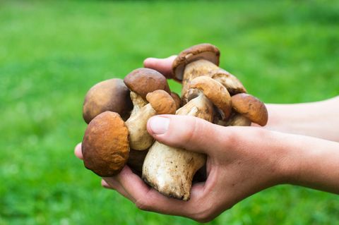 Pilz