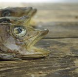 Der Kabeljaukopf ist ein gutes Beispiel dafür, wie alte isländische Rezepte neu interpretiert werden. Küchenchef Gísli Matthías Auðunsson pochiert den Kopf in Hühnerbrühe, brennt ihn mit einer Lötlampe ab und serviert ihn mit Kartoffelsalat und Liebstöckel, das sehr beliebt auf Island ist. Am besten schmeckt das Fleisch in den Bäckchen.