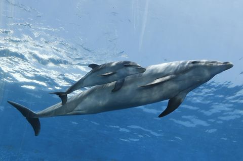 Ein junger Delfin mit seiner Mutter vor der Küste Japans