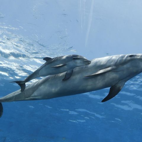 Ein junger Delfin mit seiner Mutter vor der Küste Japans