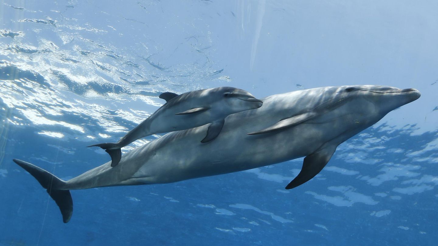 Ein junger Delfin mit seiner Mutter vor der Küste Japans