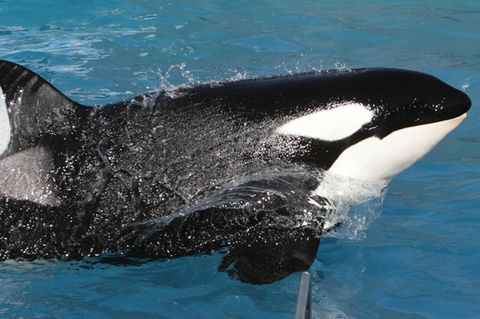 Der Orca-Wal "Kasatka" während einer Show im SeaWorld-Park in San Diego, Kalifornien