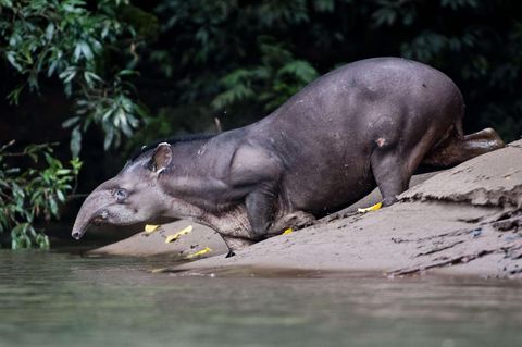 Ein Tapir beugt sich über eine Wasserstelle