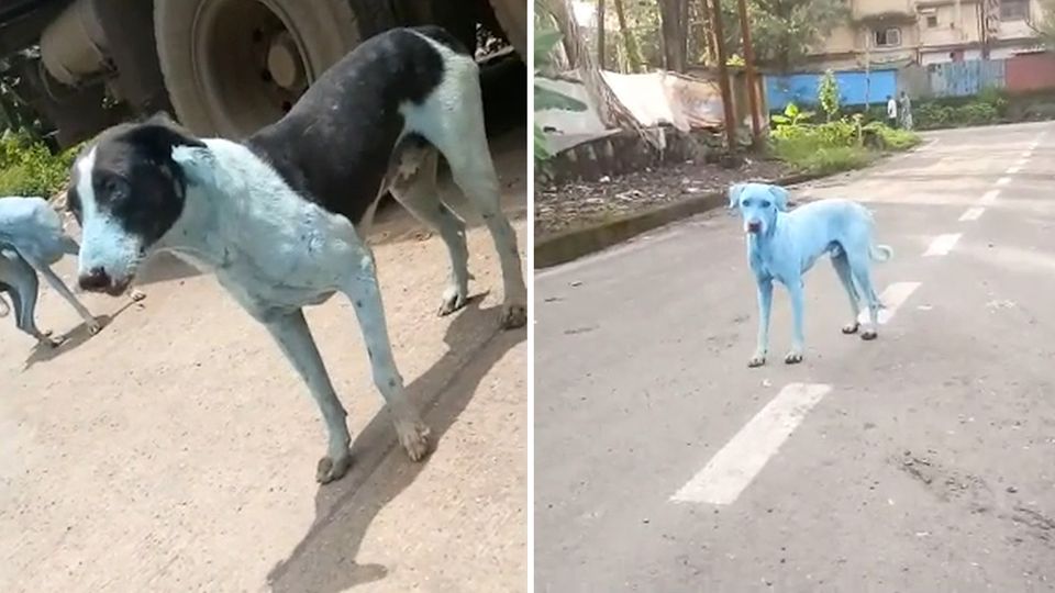 Rätselhafte Videos: Blaue Hunde in Indien entdeckt - der Grund dafür ist traurig Rätselhafte Videos: Blaue Hunde in Indien entdeckt - der Grund dafür ist traurig