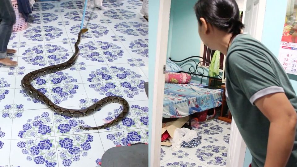 Thailand: Gewaltiger Python versteckt sich unter dem Bett eines 13-Jährigen