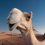 Ein Kamel für Franz Michelberger