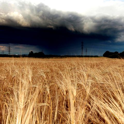 Schlechtes Wetter vermasselt die Ernte
