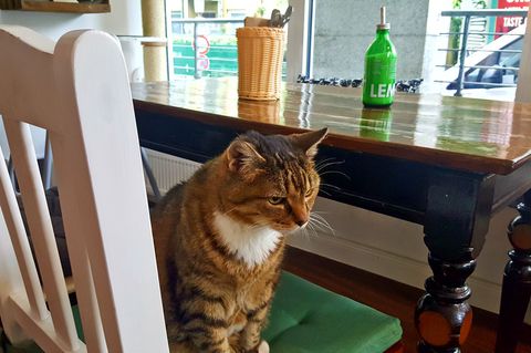 Katze