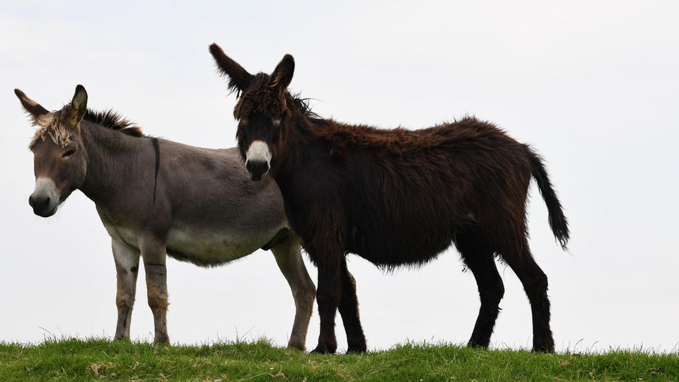 Klaus und Claus Die Esel stehen auf dem Deich und schauen in die Kamera