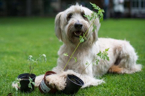 Hundedame Arwen sucht regelmäßig nach Ambrosia