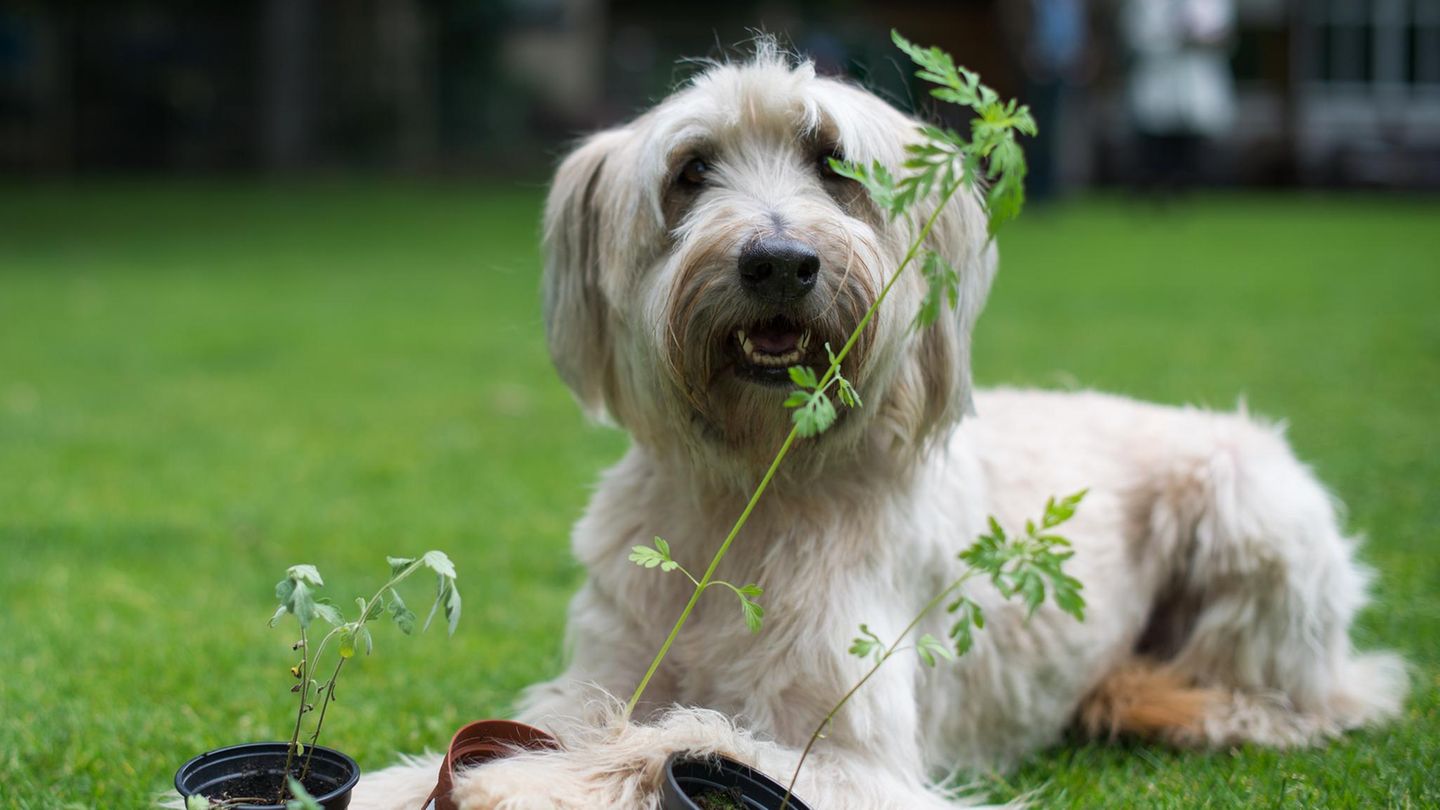 Hundedame Arwen sucht regelmäßig nach Ambrosia