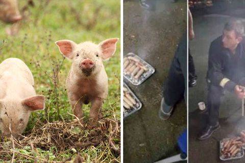 Dankeschön von Landwirtin: Aus den Flammen gerettet, um auf dem Grill zu enden – Feuerwehr verputzt Schweine