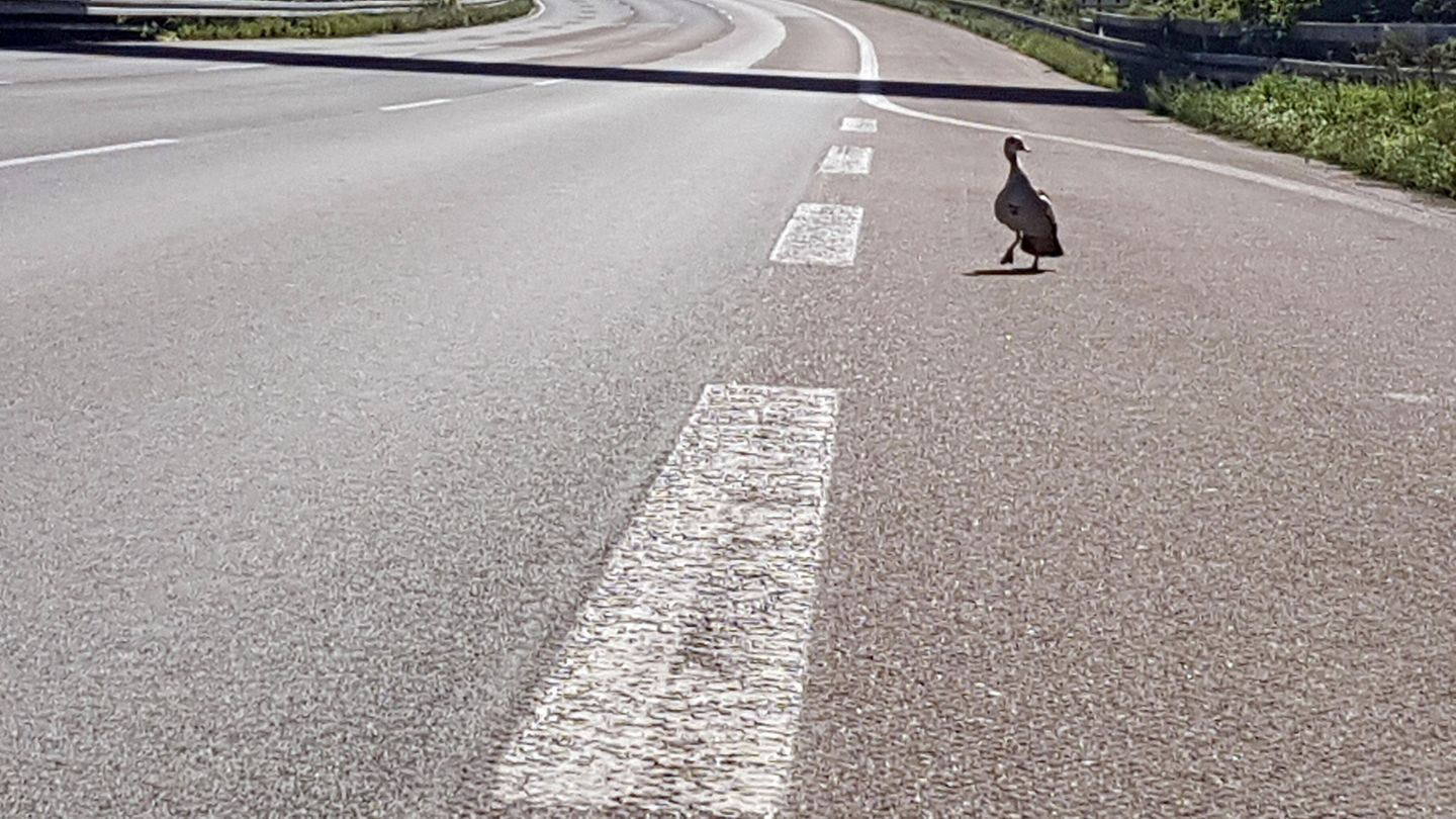 Eine Ente läuft bei Köln über die Autobahn 3