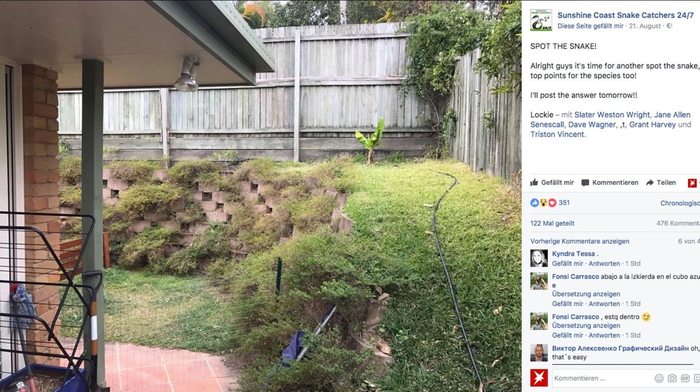 Auf diesem Bild, was die Sunshine Coast Snake Catchers bei Facebook gepostet haben, soll eine Schlange versteckt sein.