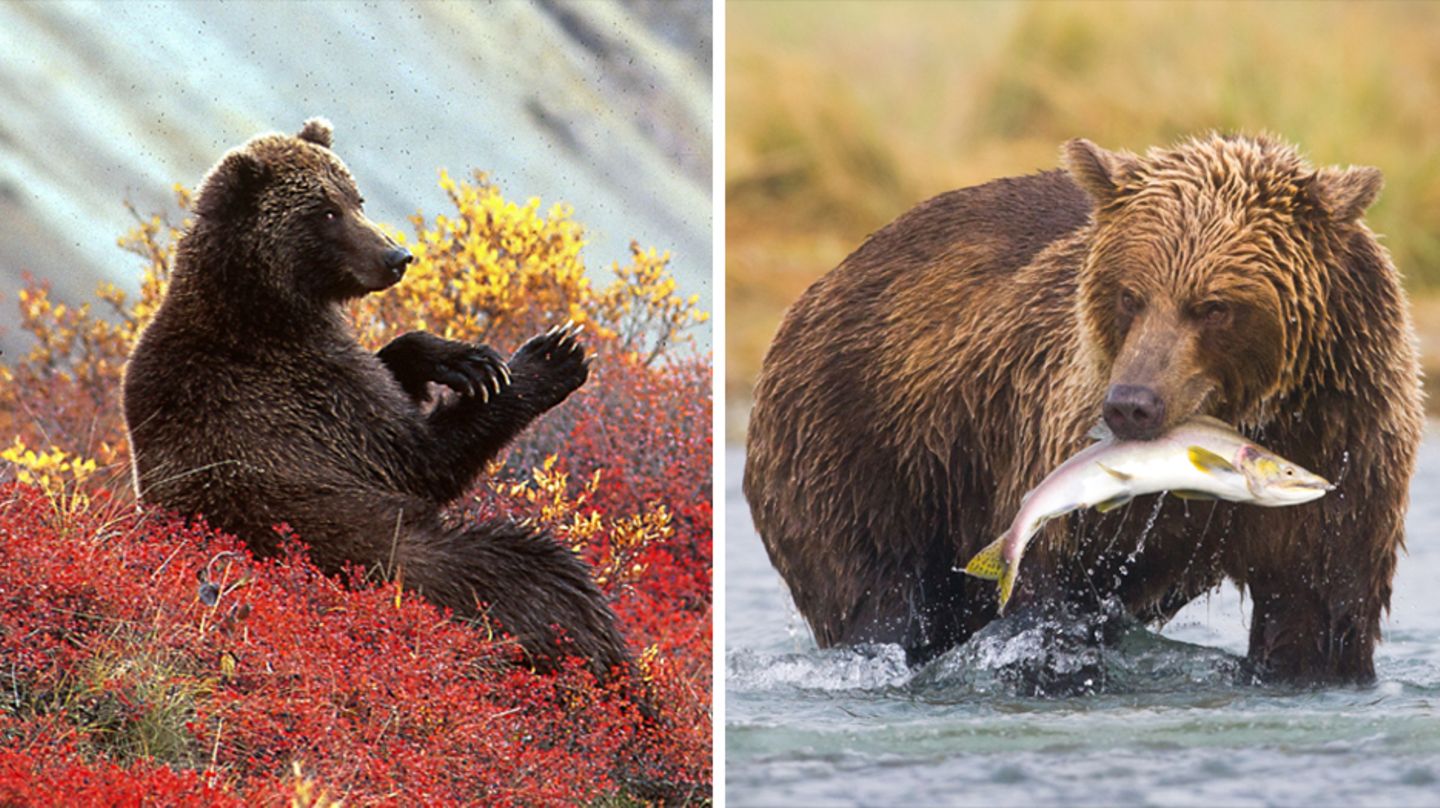 Bären fressen Beeren und Lachs in Alaska