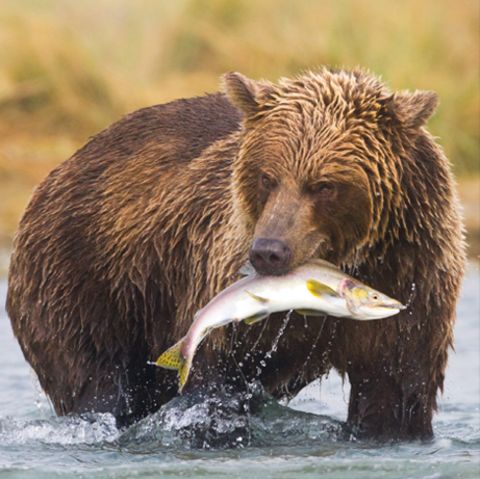 Bären fressen Beeren und Lachs in Alaska