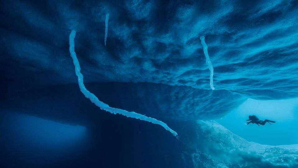 Eisstalaktiten, die wie Tentakel aus dem Meereis ranken, sind von kurzem Bestand und ein rarer Anblick. Sie entstehen, wenn eingeschlossenes, eiskaltes Salzwasser aus dem Eis entweicht und das weniger salzige Meerwasser gefrieren lässt.