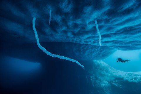 Eisstalaktiten, die wie Tentakel aus dem Meereis ranken, sind von kurzem Bestand und ein rarer Anblick. Sie entstehen, wenn eingeschlossenes, eiskaltes Salzwasser aus dem Eis entweicht und das weniger salzige Meerwasser gefrieren lässt.